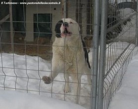 Ural nel lavoro di guardia